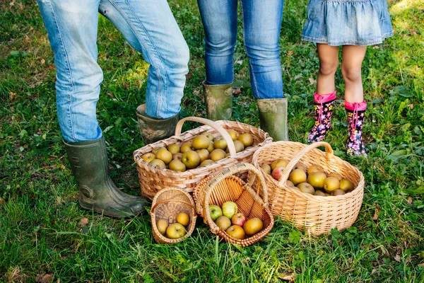 Baskets of apples on the grass and family legs behind