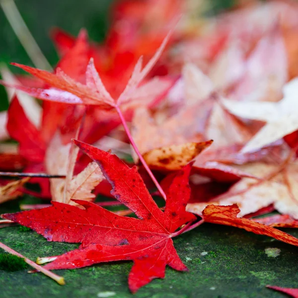 Red maple leaves and moss