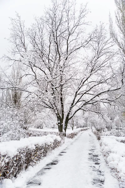 Snow-covered oak tree in winter park