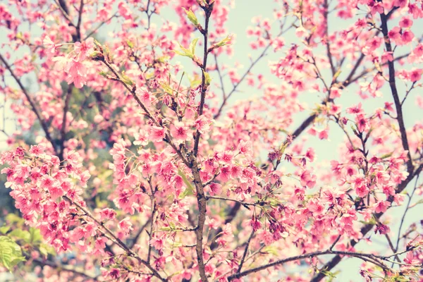 Pink Sakura flowers blooming in vintage  style color effect
