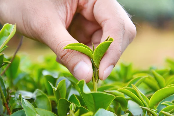 Hand picking up tea leaves