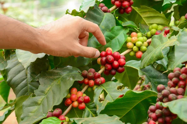 Hand picking red coffee beans on coffee tree (Arabica coffee)