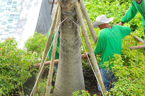 Gardeners making tree stakes supporting the tree from strong wind