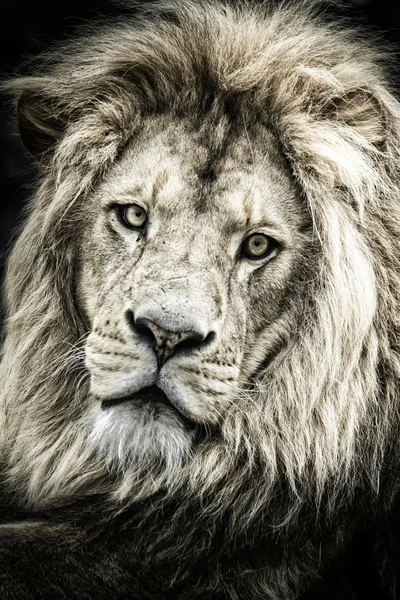 Lion black and white portrait