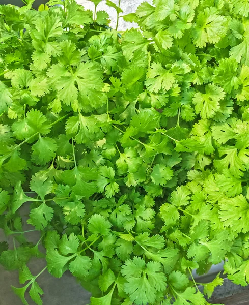 Fresh Italian parsley