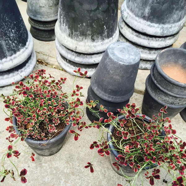 Gray clay pots and decorative red clover