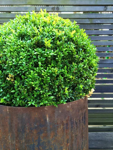 Trimmed myrtle tree in a rusty iron pot