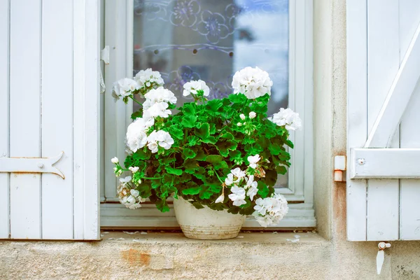 Window with white flowers