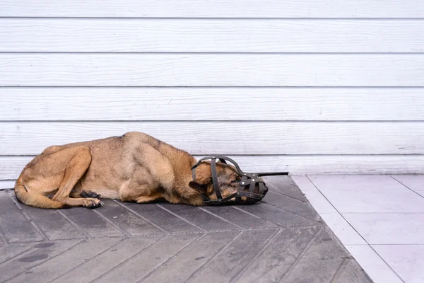 Muzzled dog sleeping on cement floor, very uncomfortable freedom