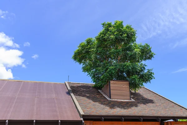 Tree growing on the roof is cool and pleasant.