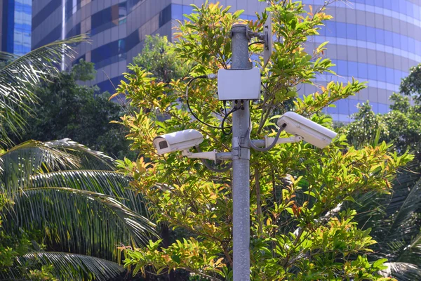 Security camera for monitoring events in urban garden.