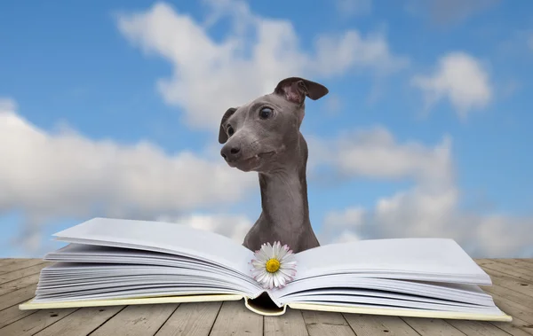 Book and dog