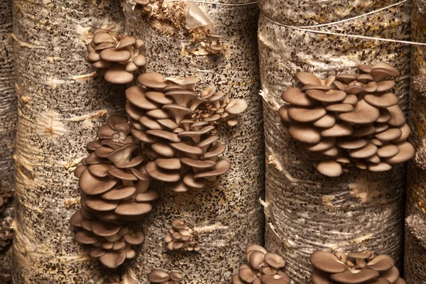 Oyster mushrooms grow on a substrate made of seeds husk