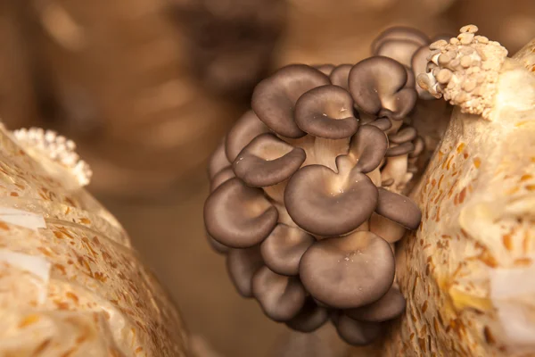 Oyster mushrooms grow on a mushroom farm