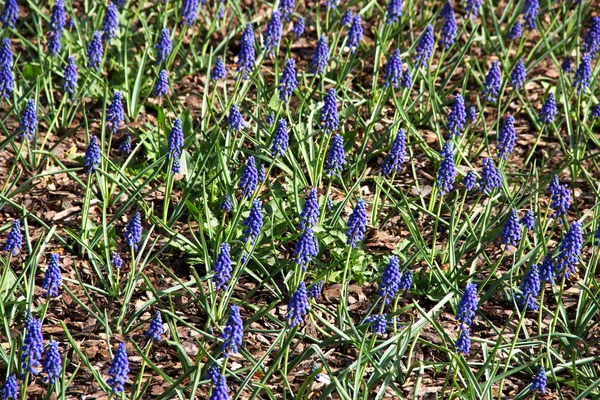 Many spring flowers, field of flowers, purple flowers