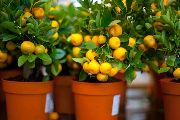 Decorative interior tangerine trees with fruits on them