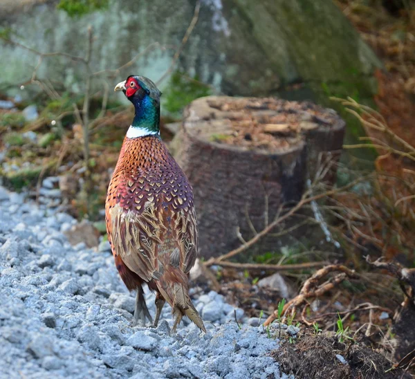 Pheasant (Phasianus colchicus) is a large, brightly colored bird