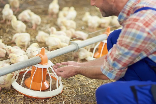 Farmer feeding chicken
