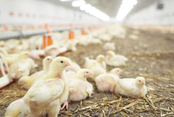 Chicken coop full of small chicken