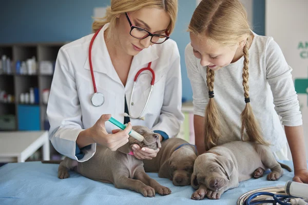 Girl helping veterinar in clinic