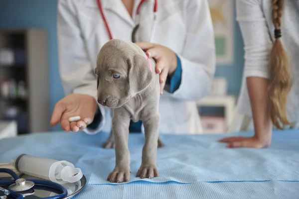 At animal hosprtal, vet clinic