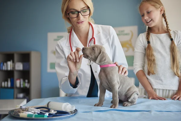 Girl helping veterinar in clinic