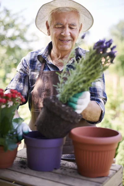 Senior man working with flowers