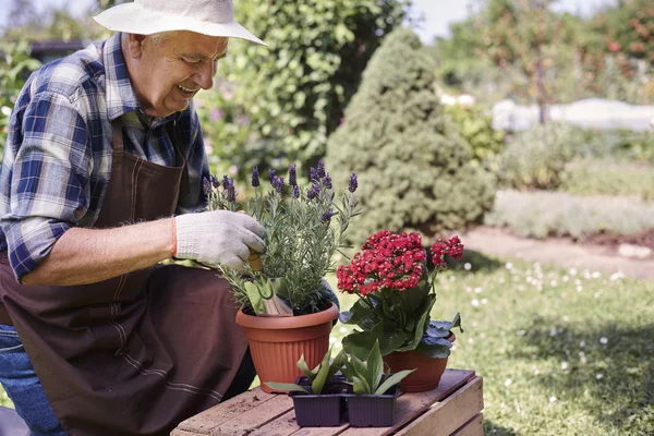 Senior man replanting flowers