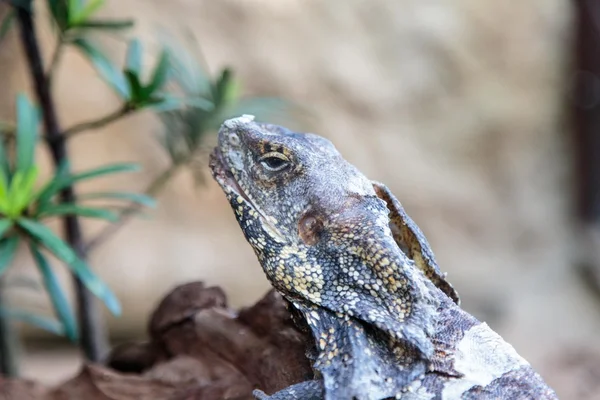 Frilled lizard on a tree Rest in a terrarium