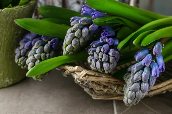 Beautiful violet hyacinth flowers in wicker basket.