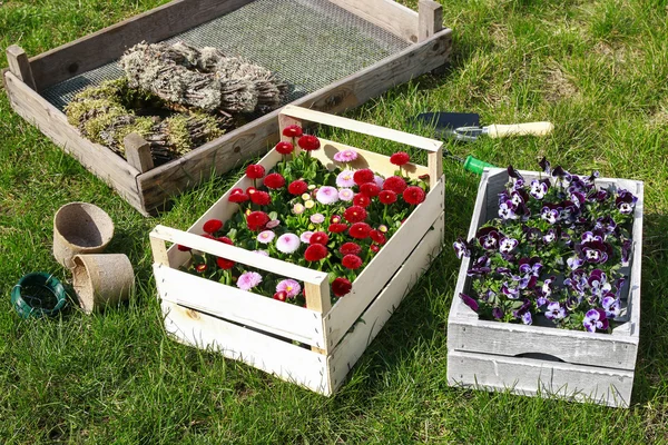 Boxes with spring flowers in the garden. Pansy flowers and daisi