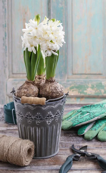 White hyacinth flowers and garden accessories