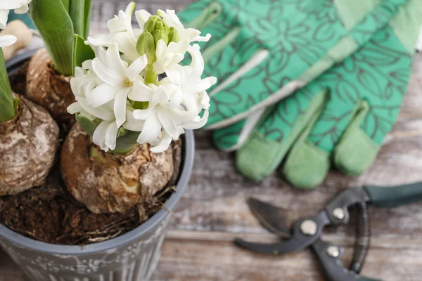 White hyacinth flowers and garden accessories