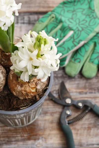 White hyacinth flowers and garden accessories