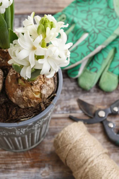 White hyacinth flowers and garden accessories