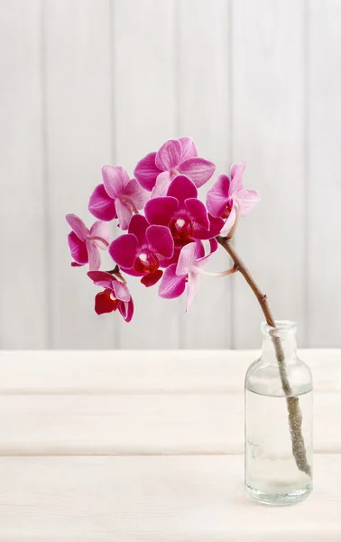 Beautiful pink orchid flowers in glass bottle.