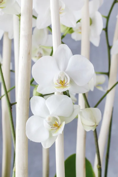 Floral arrangement with white orchids.
