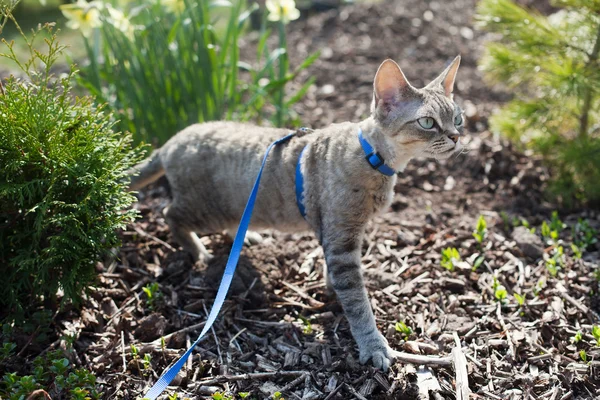 Devon Rex cat is walking in the garden on a leash