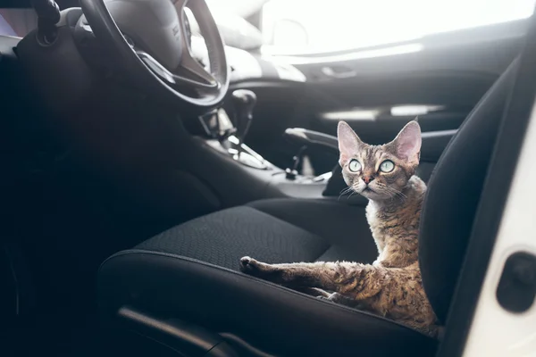 Travel with pets. Cat is traveling in a car