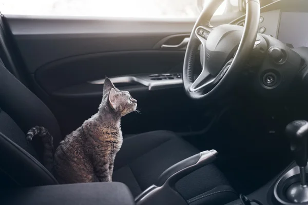 Beautiful Devon Rex cat is sitting in a car seat