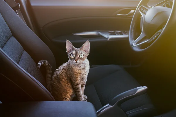 Adorable cat is sitting inside a car on the drivers seat, looking at the camera. Devon Rex cat likes to travel in a car