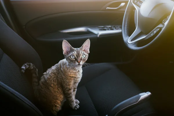 Pretty cat is sitting inside a car on the drivers seat, looking to the right side