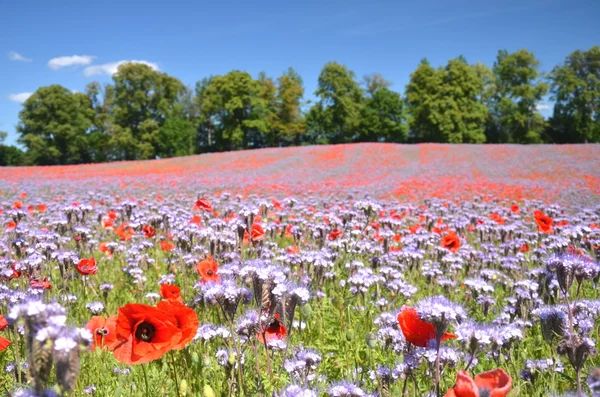 Beautiful summer countryside field of phacelia and poppy seed flowers in Poland