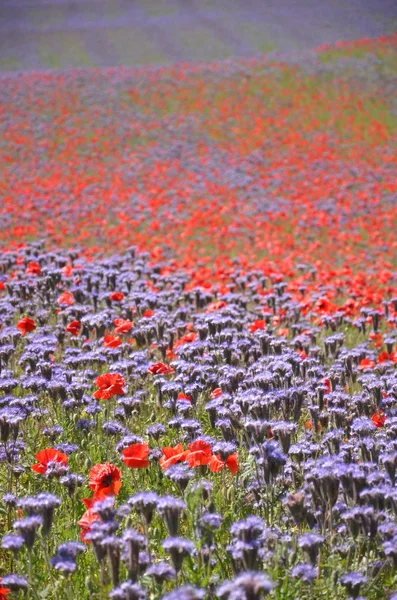 Beautiful summer countryside field of phacelia and poppy seed flowers in Poland