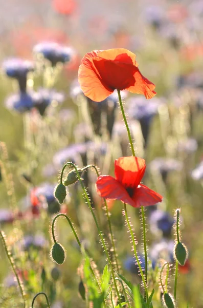 Beautiful summer countryside field of phacelia and poppy seed flowers in Poland