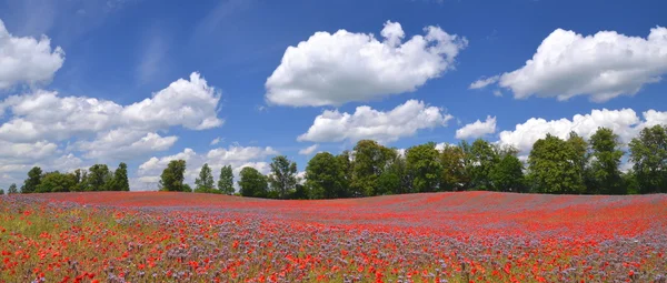 Panoramic view of beautiful summer countryside field of phacelia and poppy seed flowers in Poland