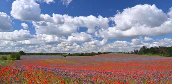 Panoramic view of beautiful summer countryside field of phacelia and poppy seed flowers in Poland