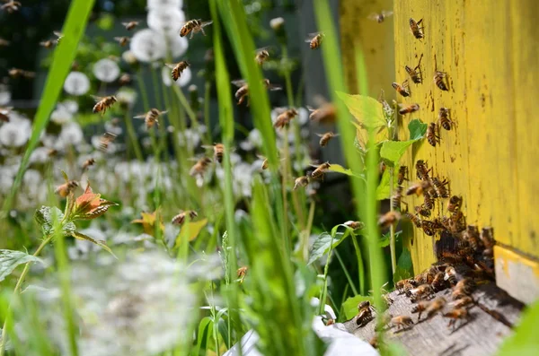 Busy bees returning with honey and pollen in apiary in the springtime