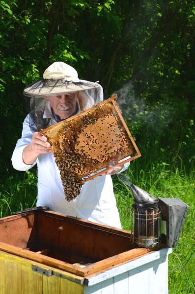 Experienced senior apiarist making inspection in apiary in the springtime