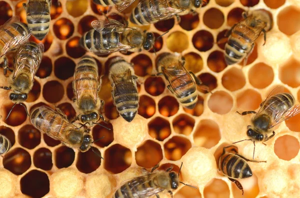 Closeup of hardworking bees on honeycomb
